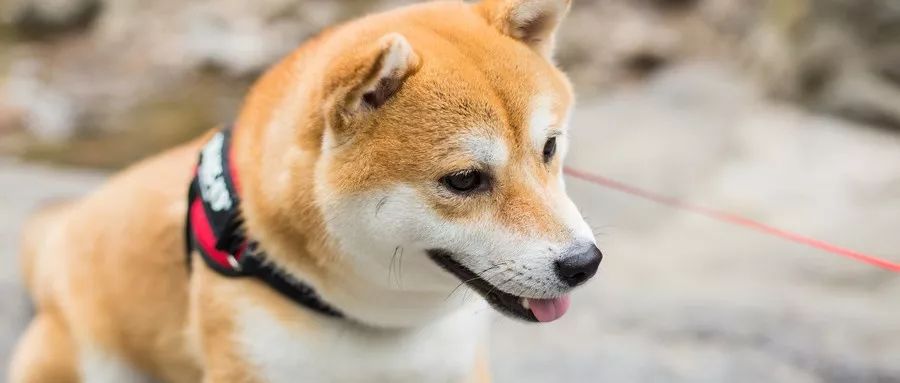 关于养犬行为最新规定的探讨